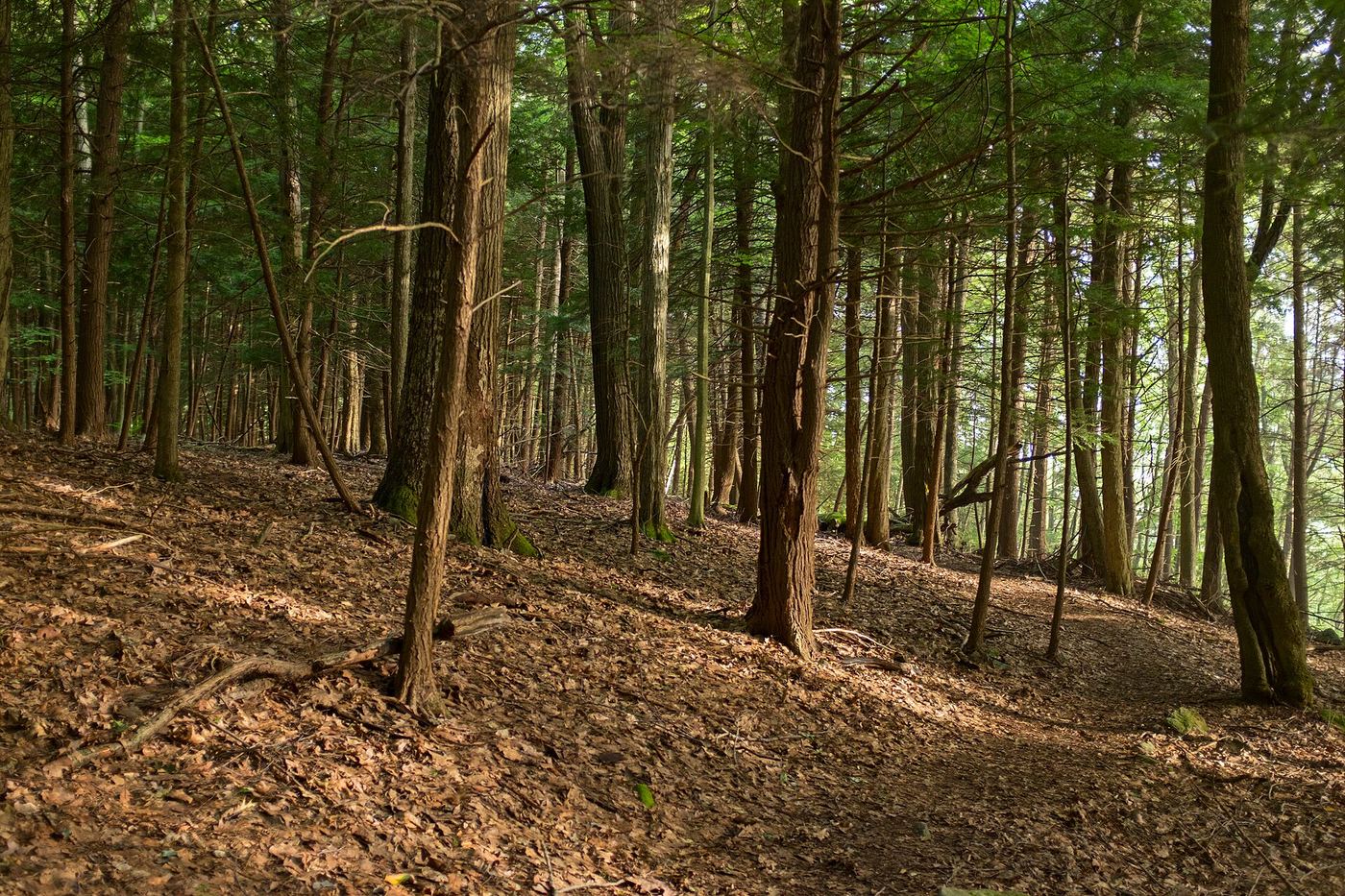 Laurel Hill State Park