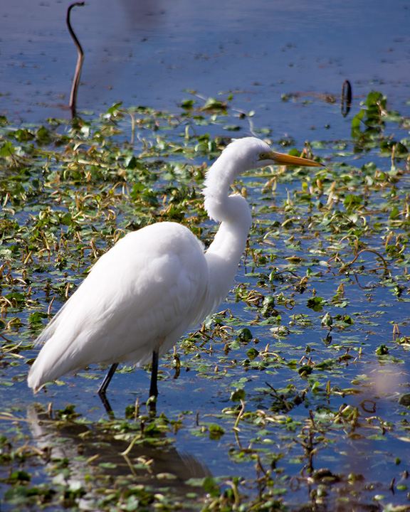 Brazos Bend State Park