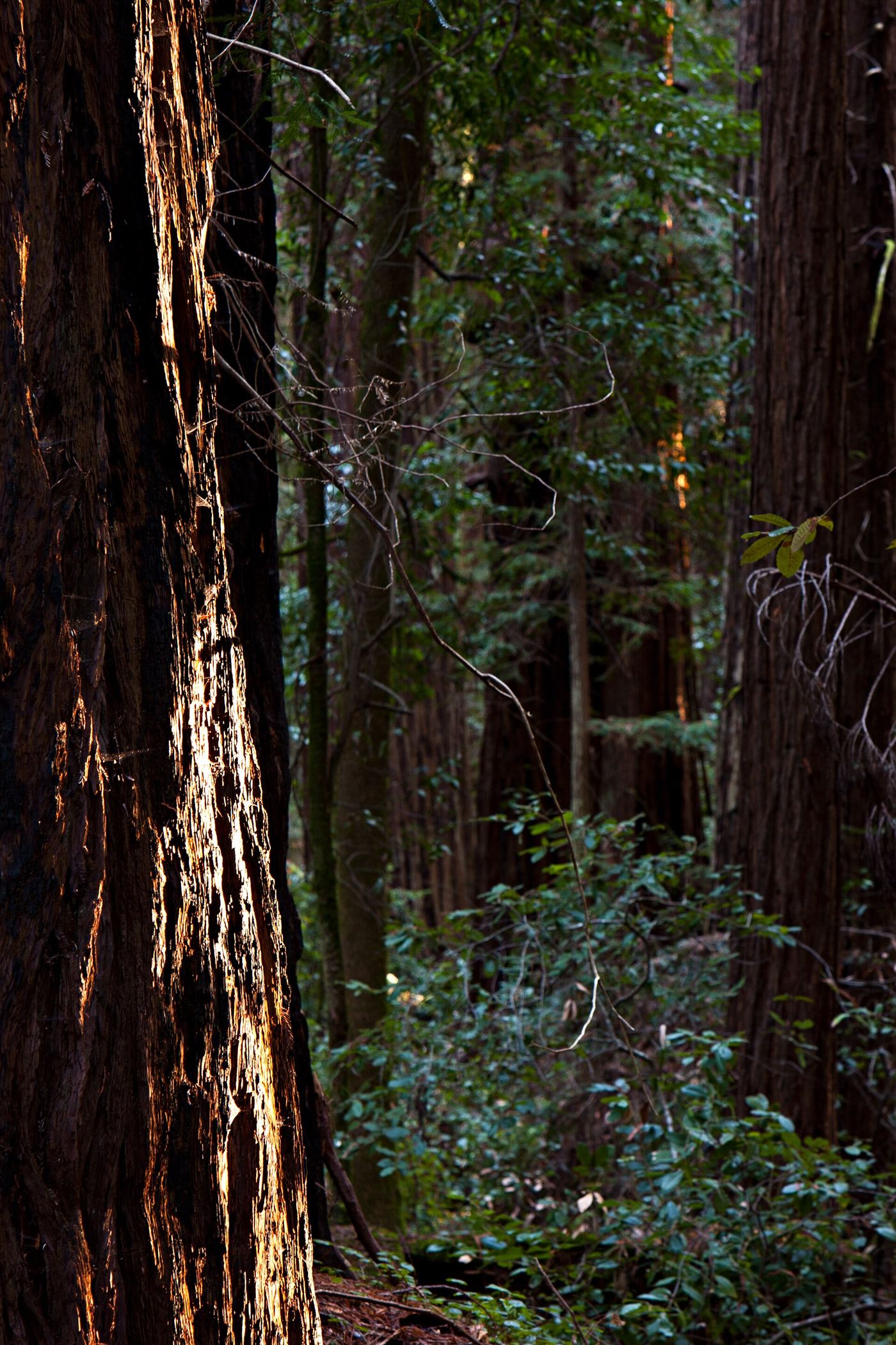Hendy Woods State Park