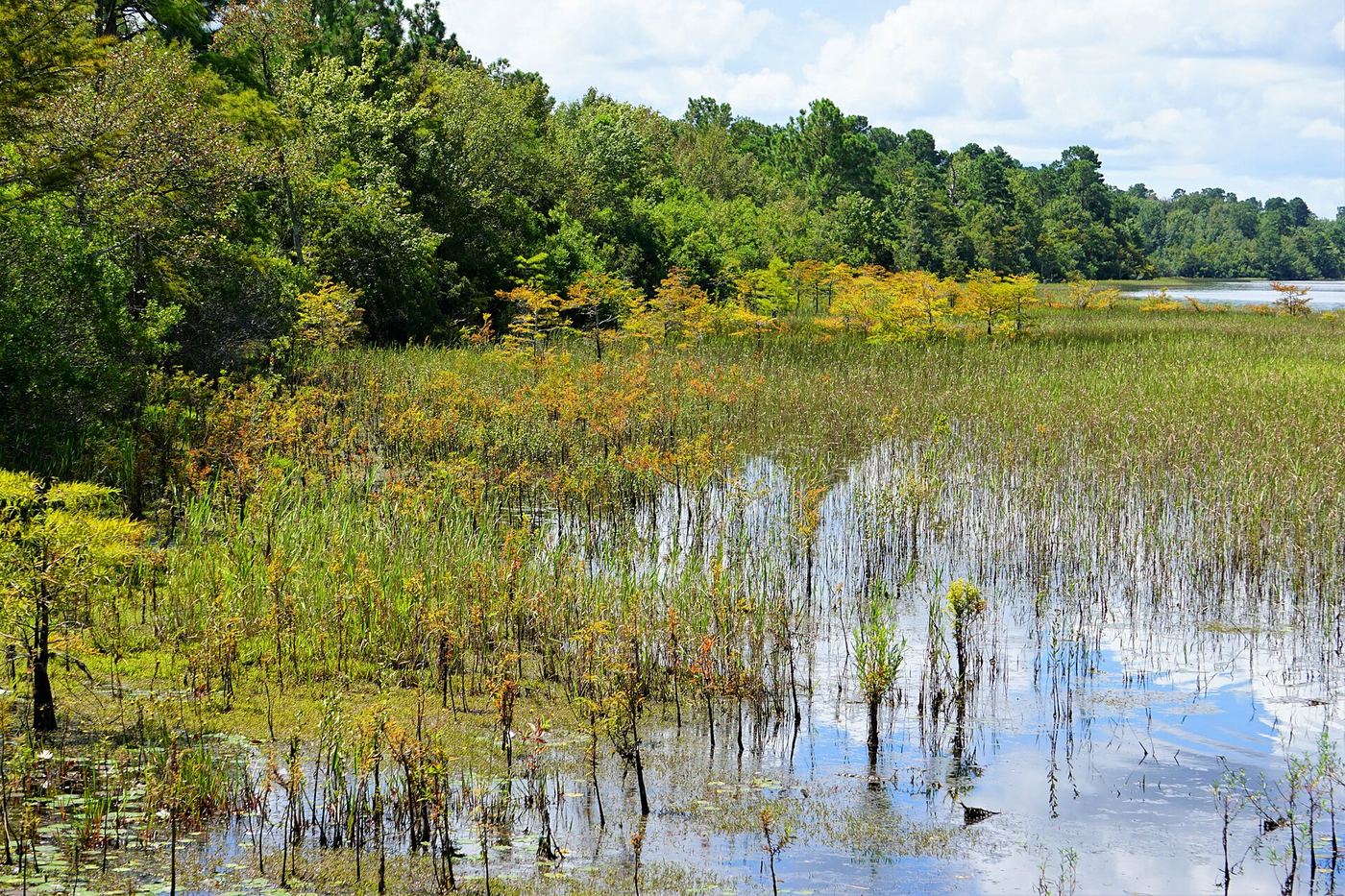 Lake Waccamaw State Park
