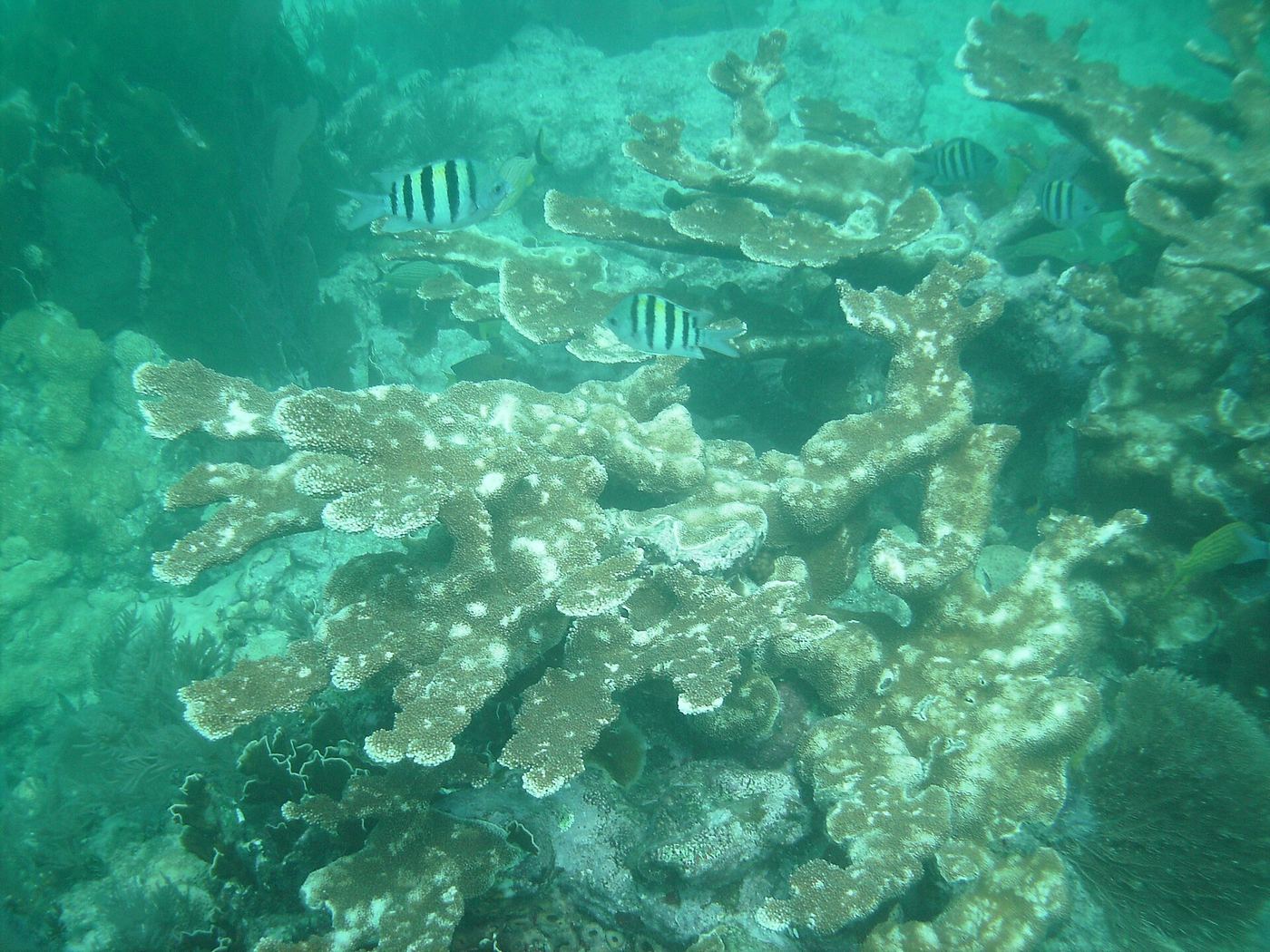 John Pennekamp Coral Reef State Park