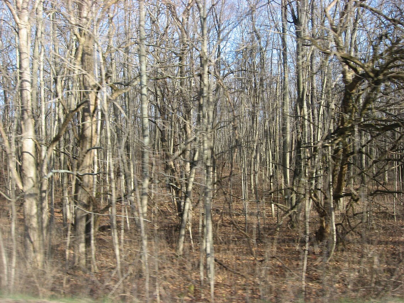 Sycamore State Park