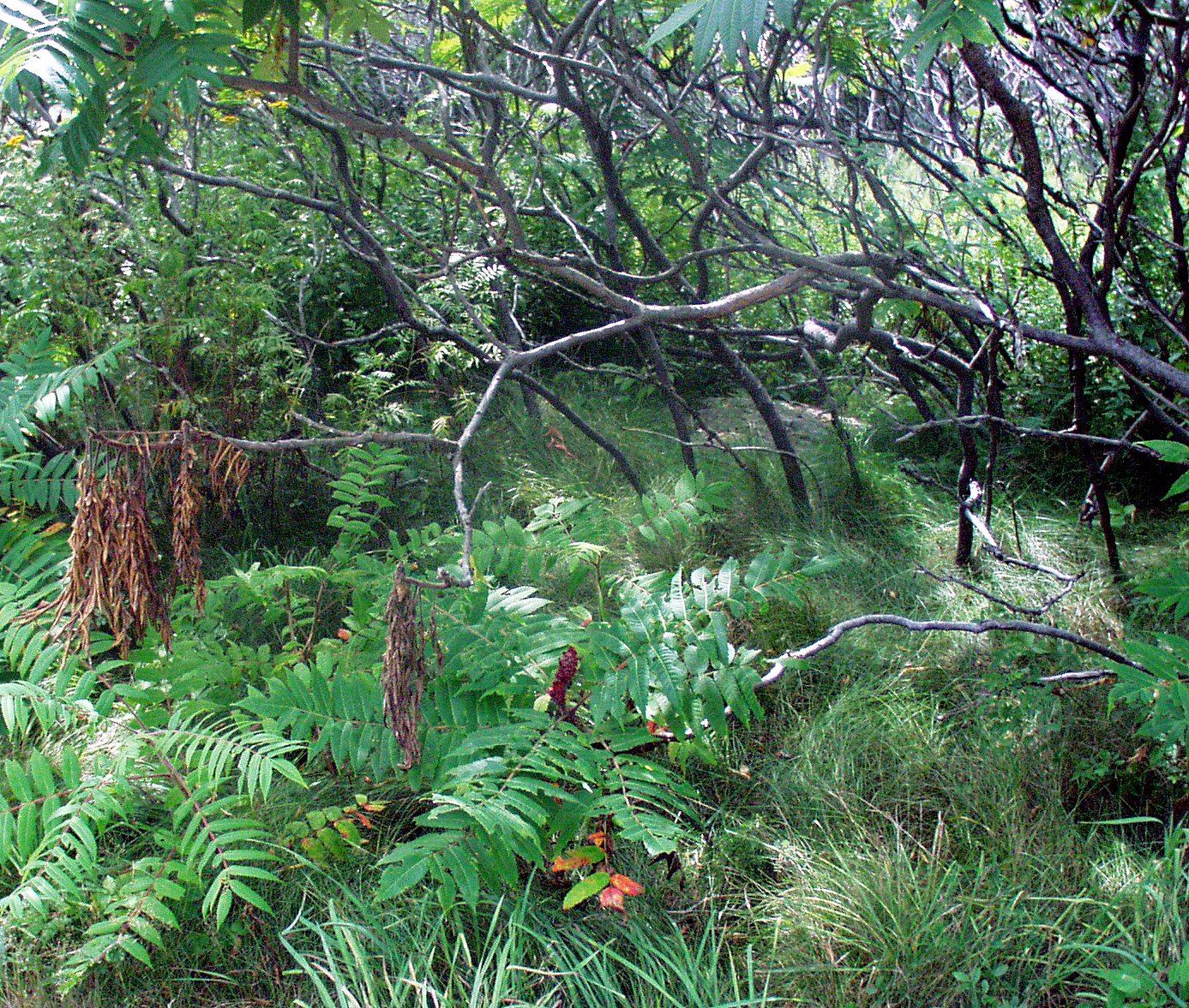 Odiorne Point State Park