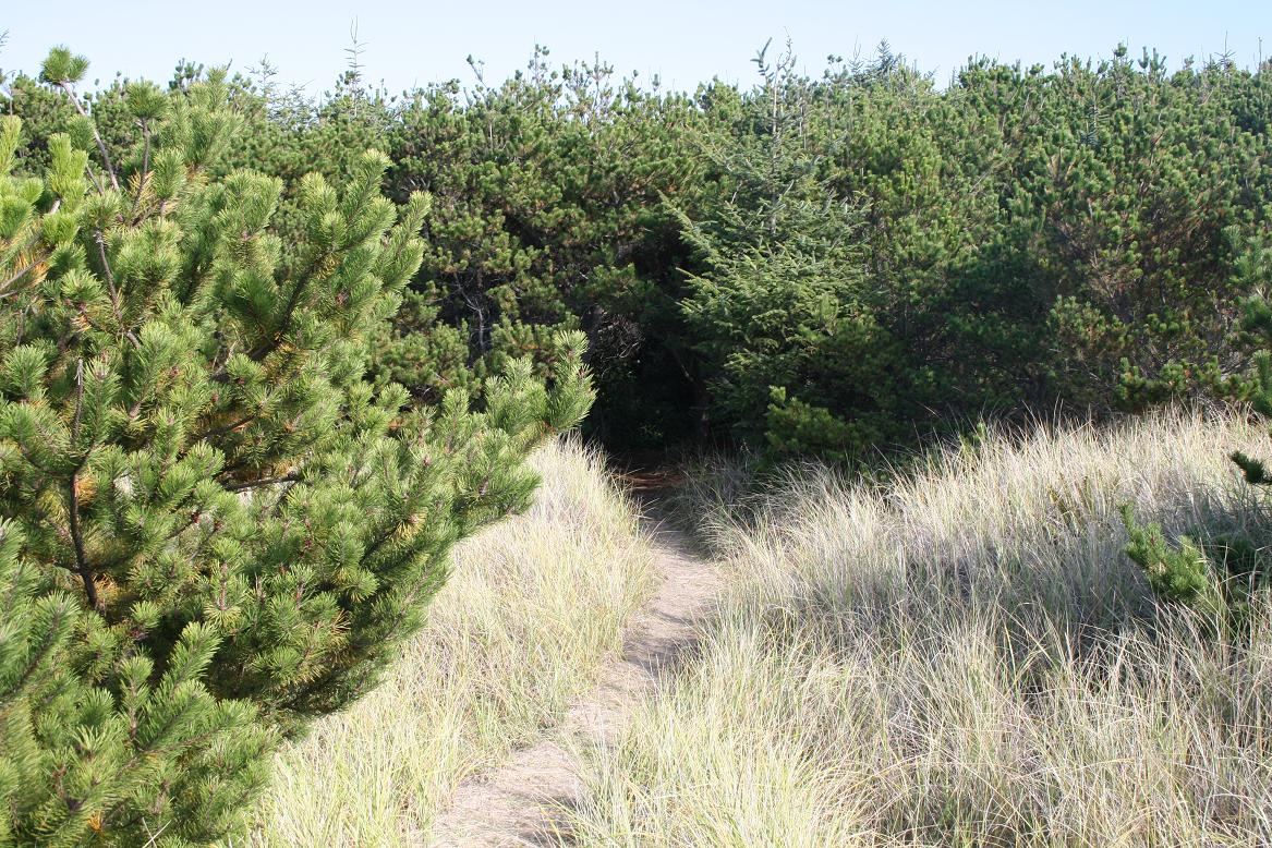 Pacific Pines State Park
