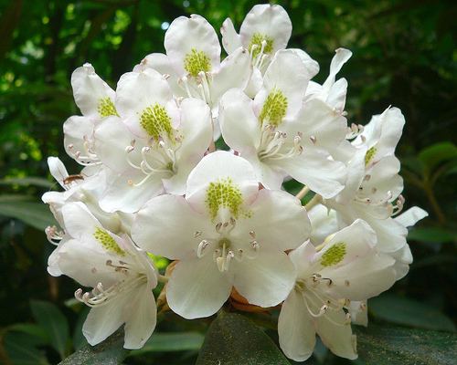 Rhododendron State Park