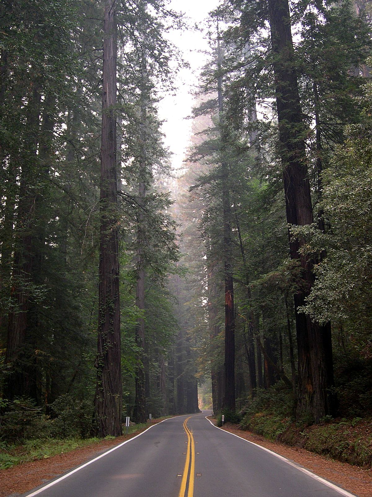 Humboldt Redwoods State Park