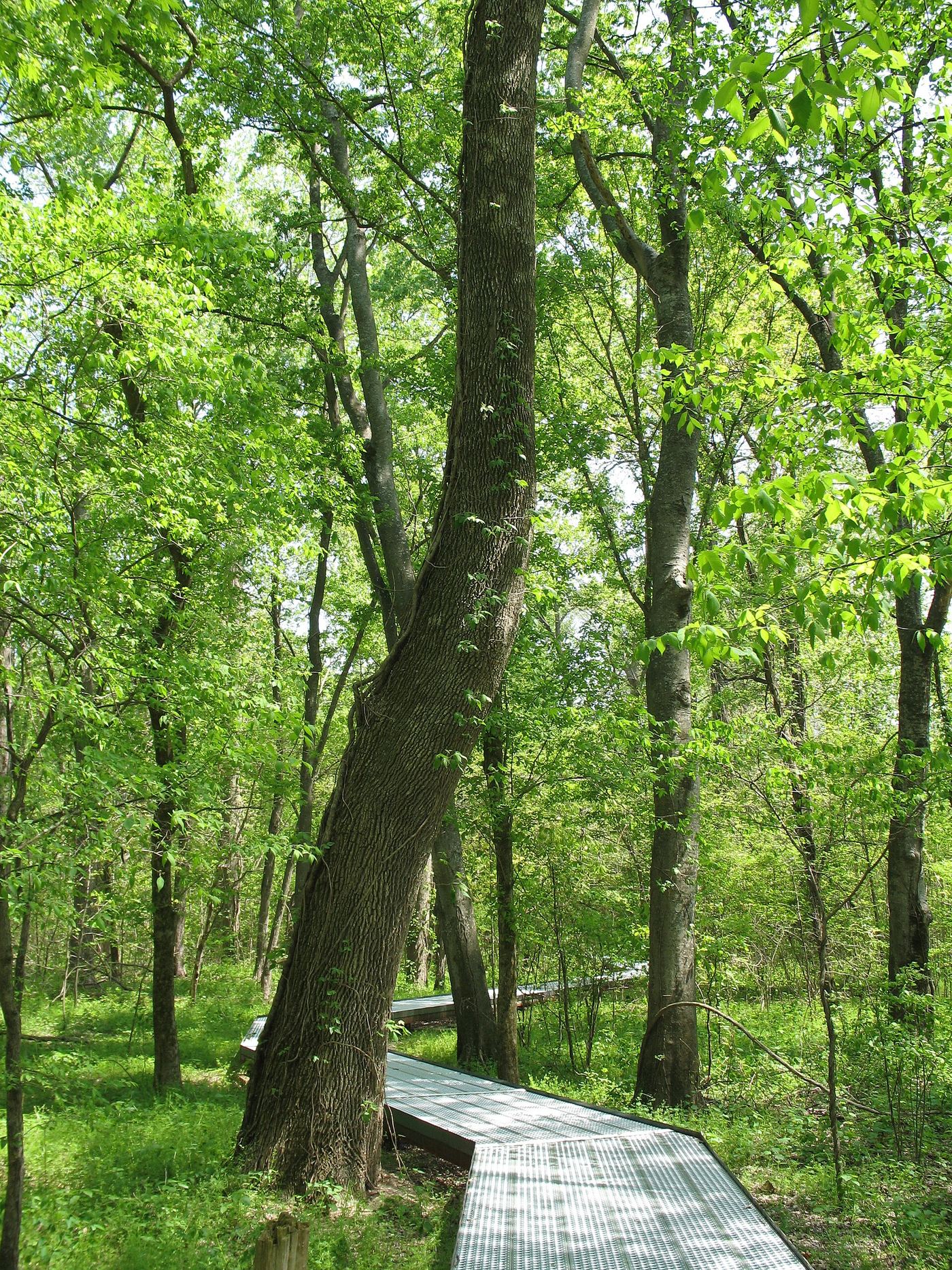 Big Oak Tree State Park