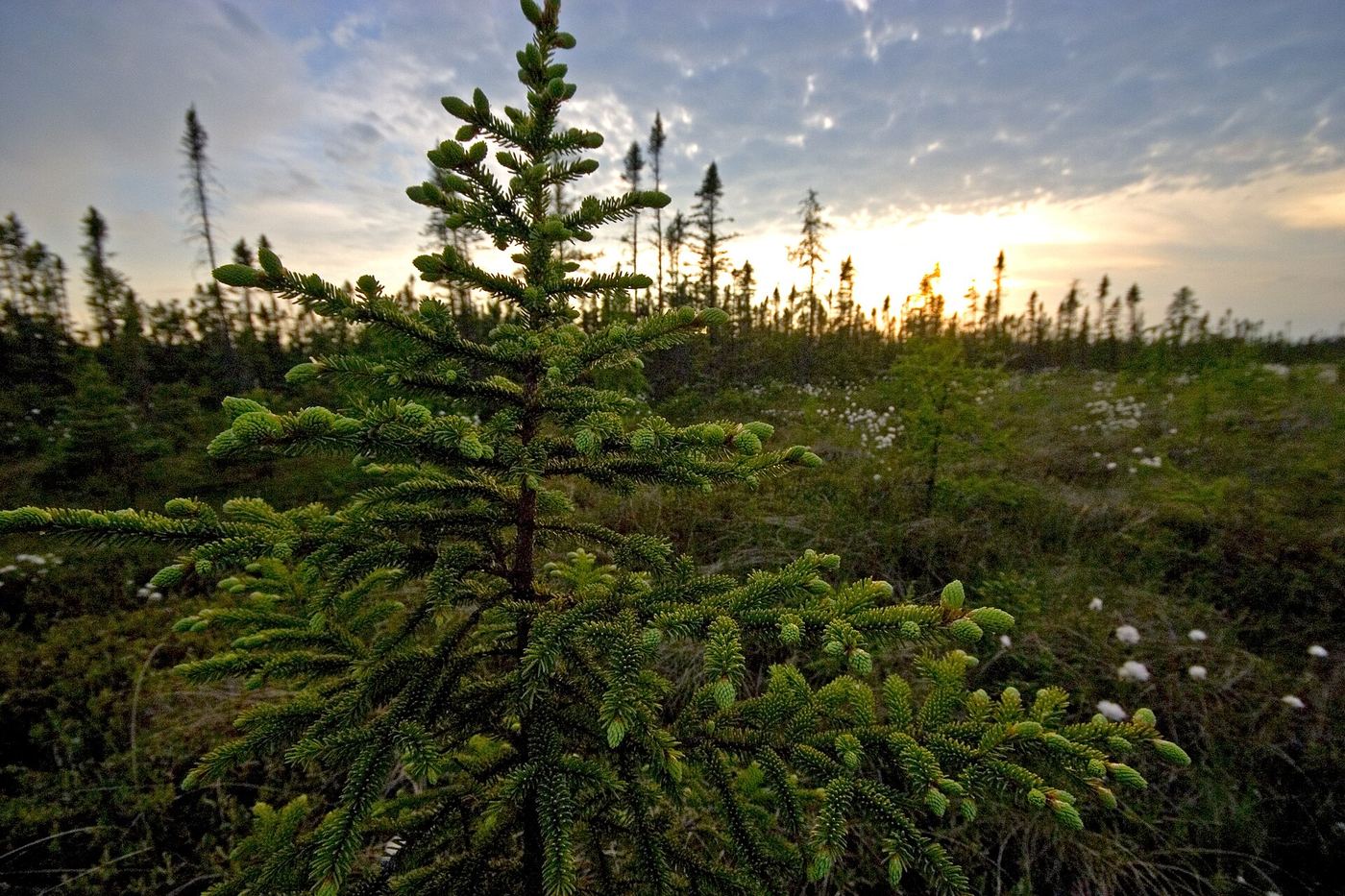 Big Bog State Recreation Area