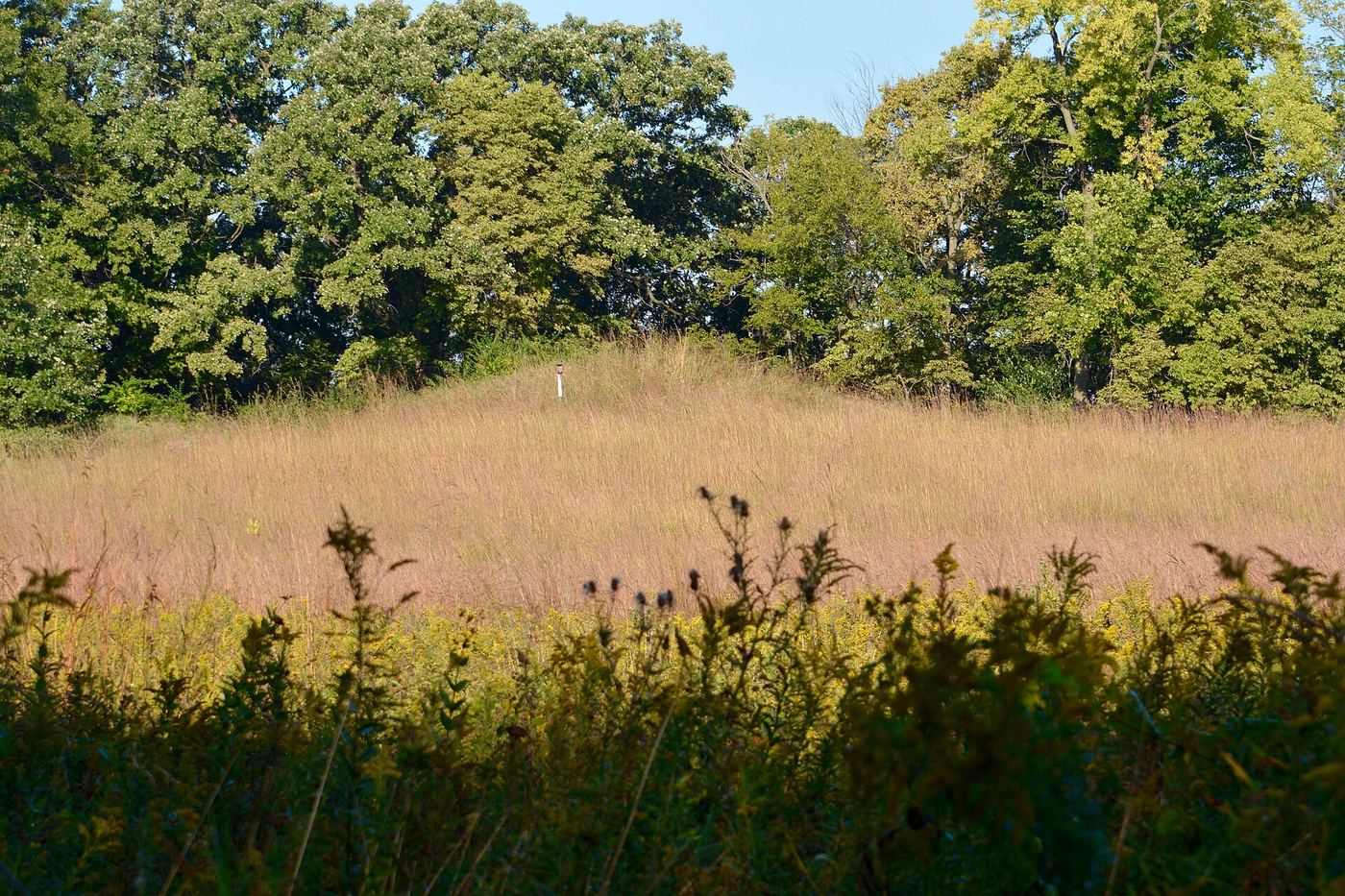 Albany Mounds State Historic Site