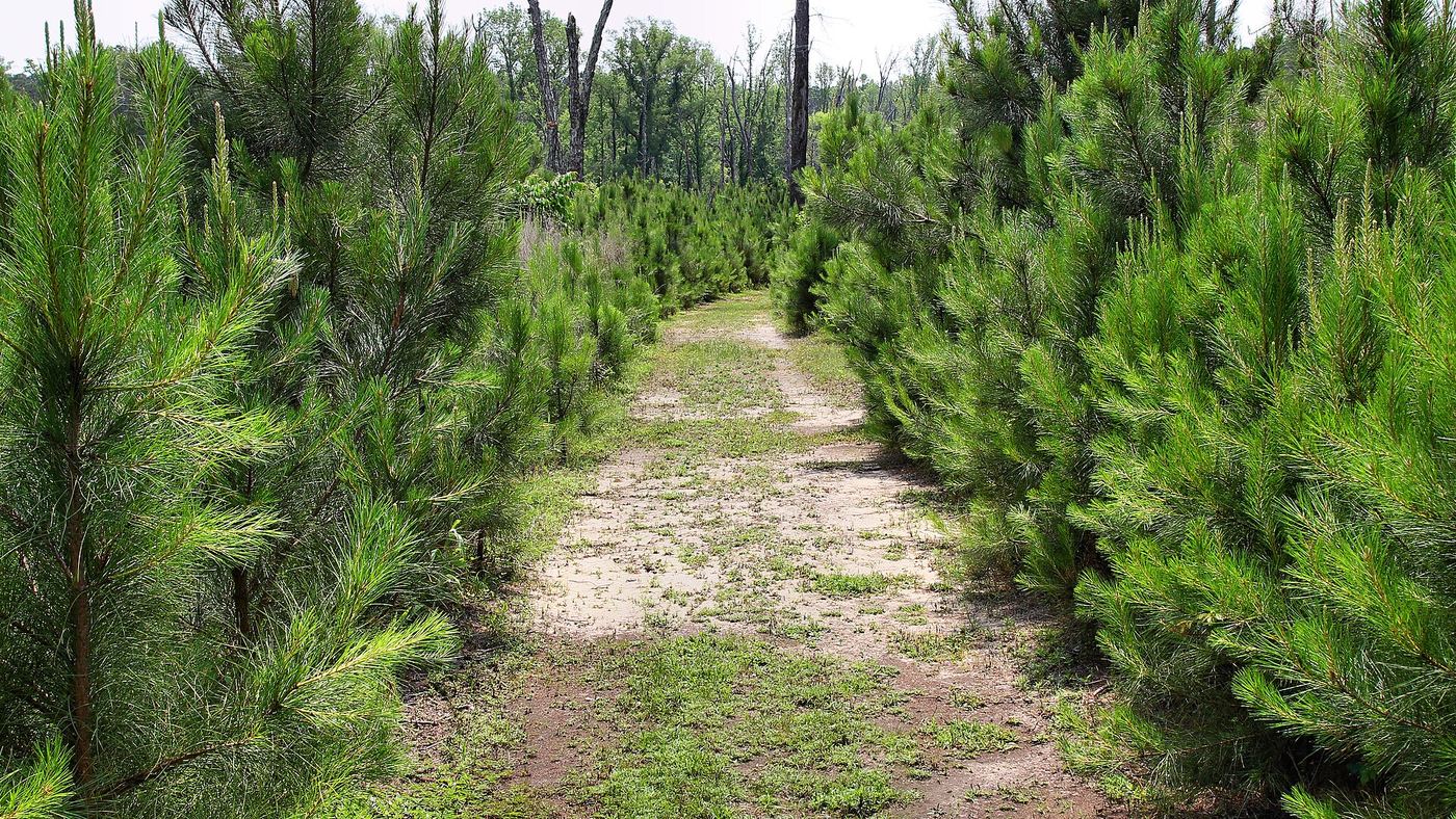 Atlanta State Park