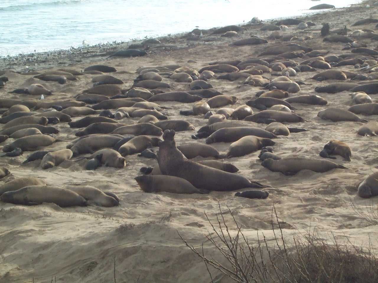 Año Nuevo State Park