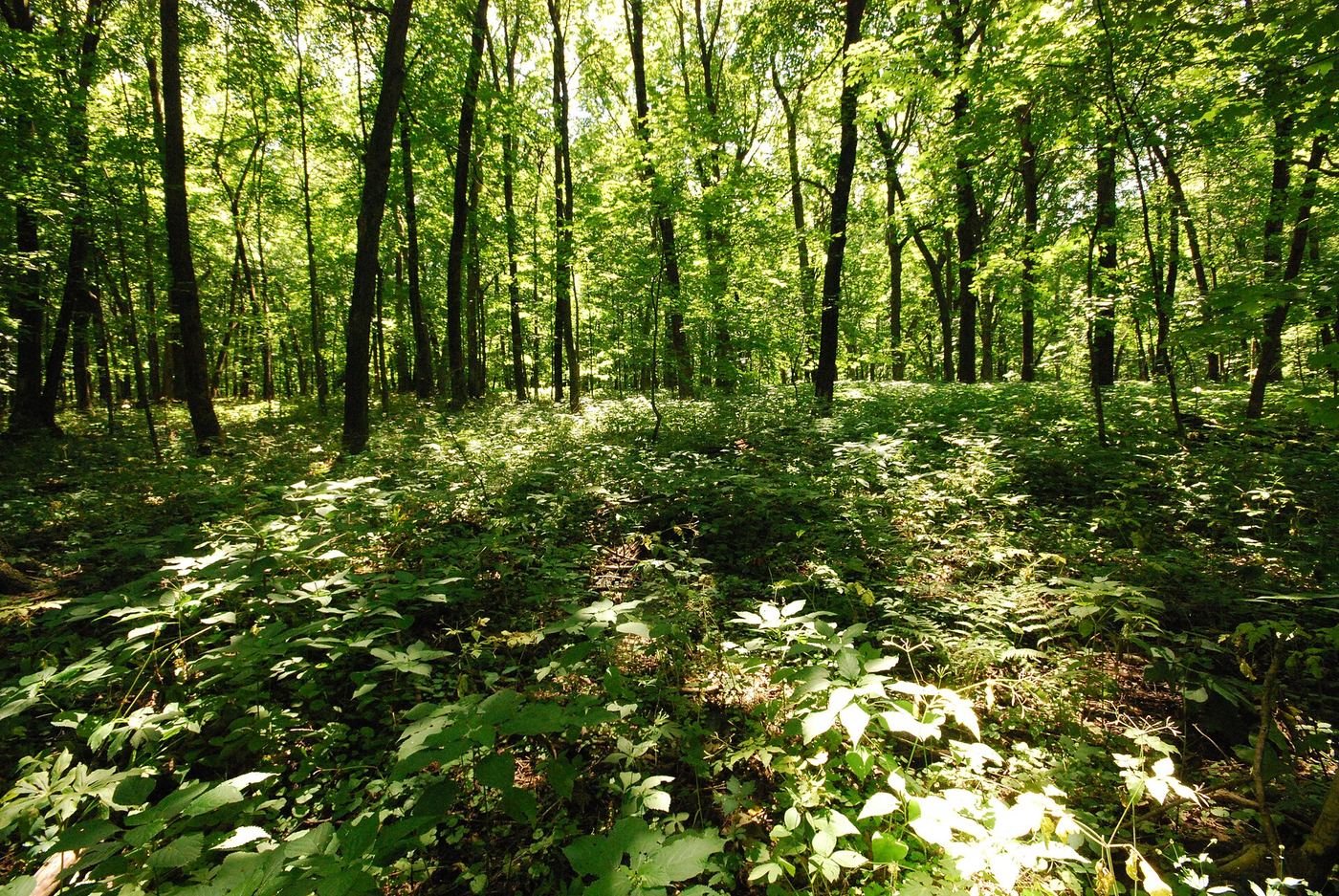 Belmont Mound State Park