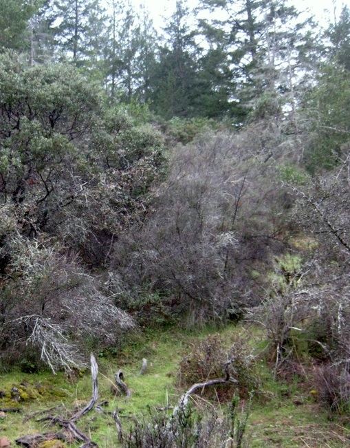 Bothe–Napa Valley State Park