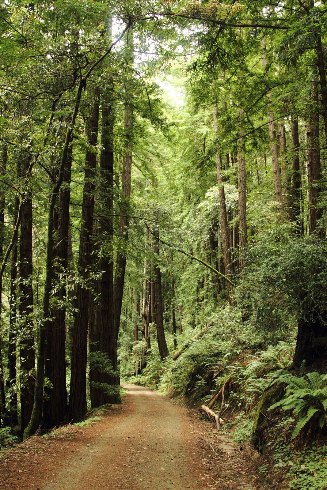 Butano State Park
