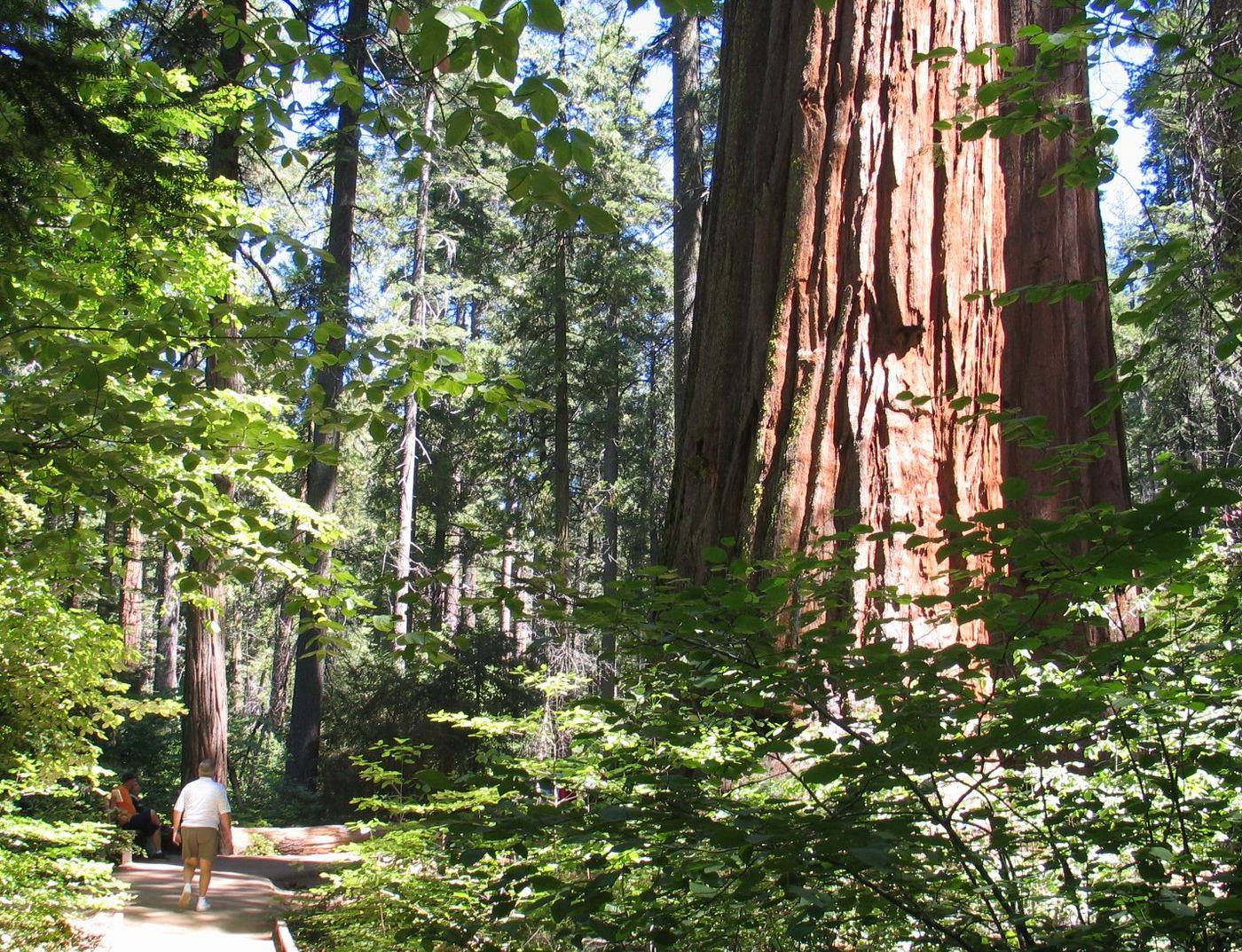 Calaveras Big Trees State Park