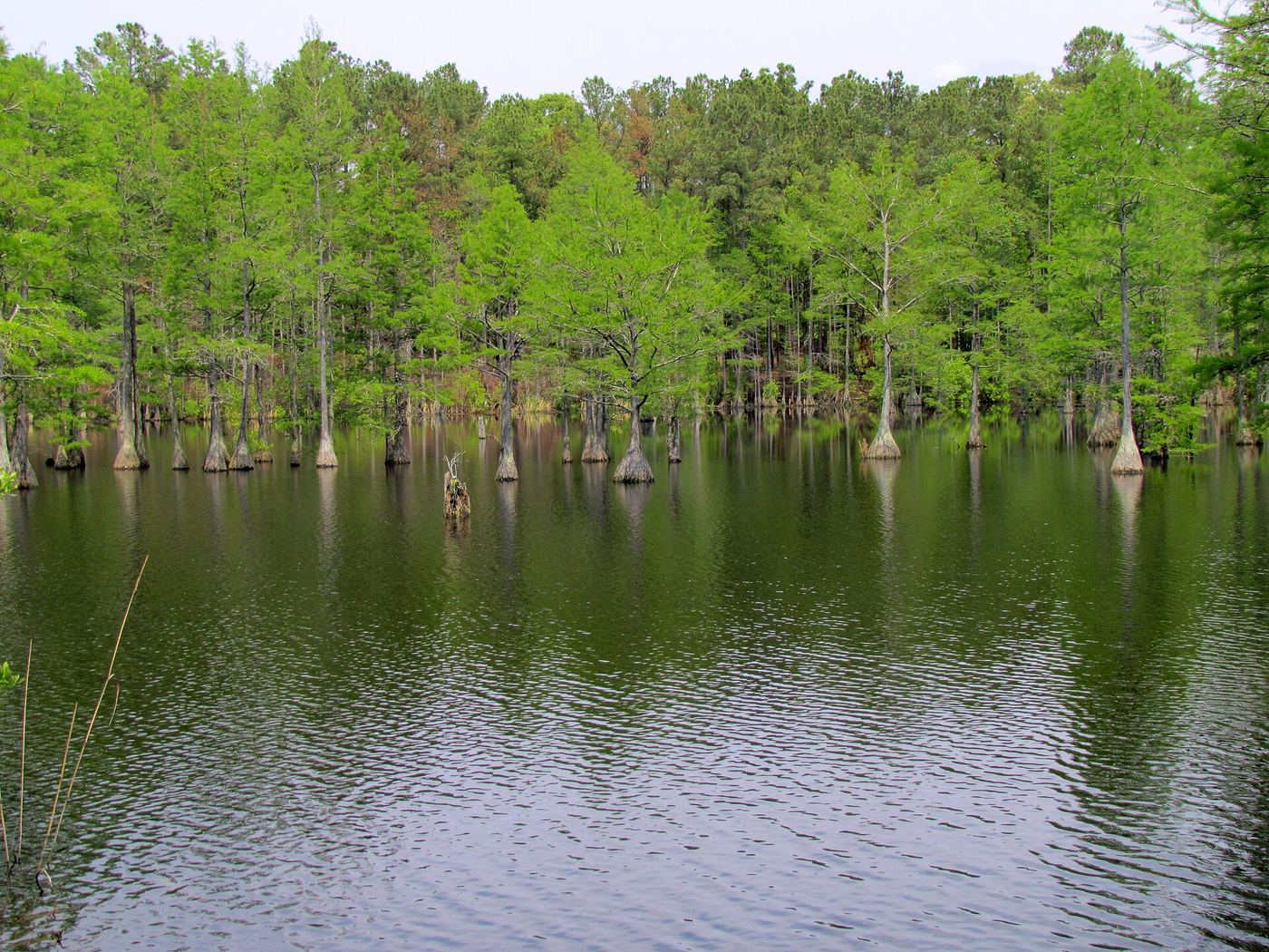 Carvers Creek State Park