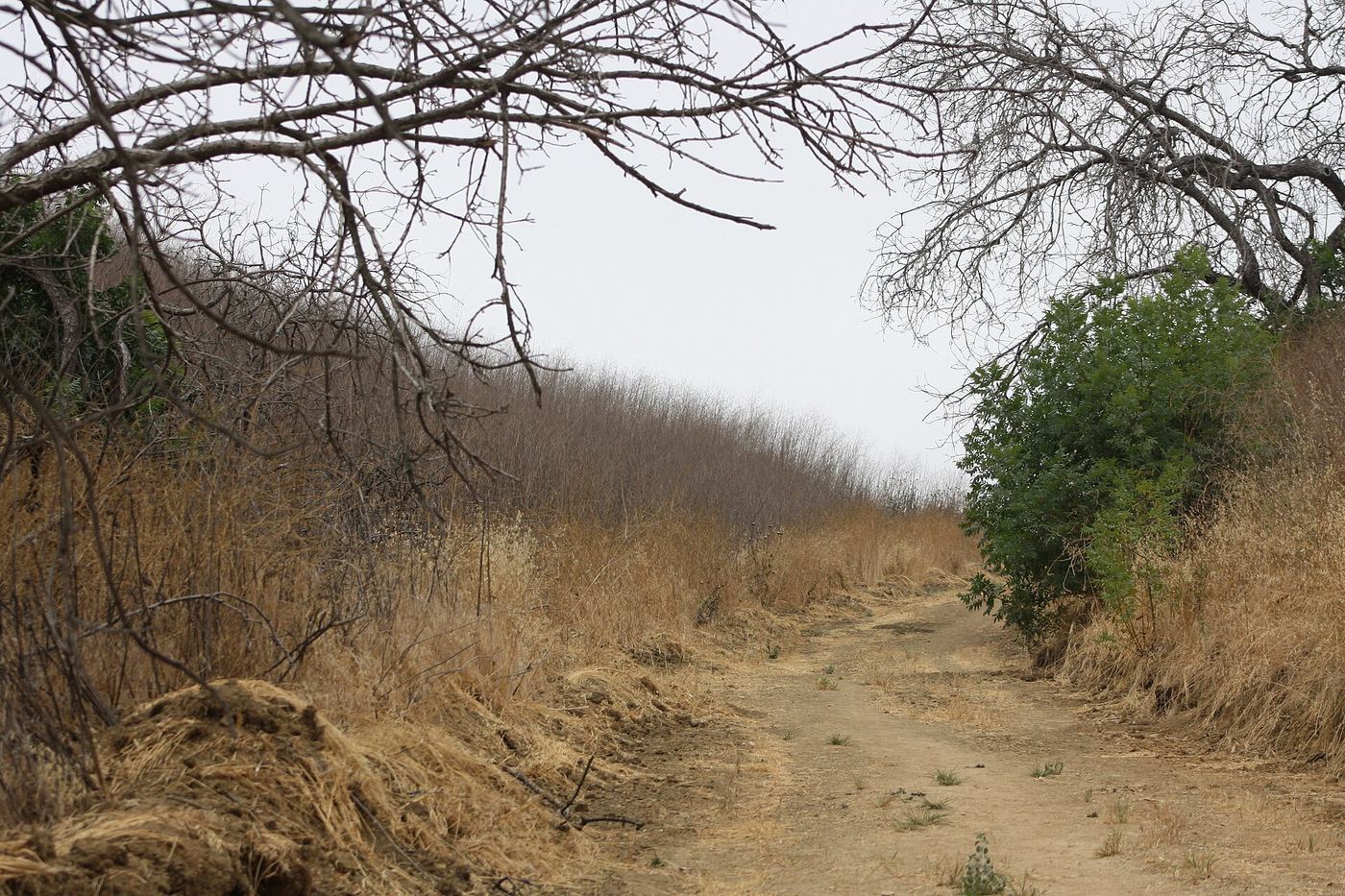 Chino Hills State Park