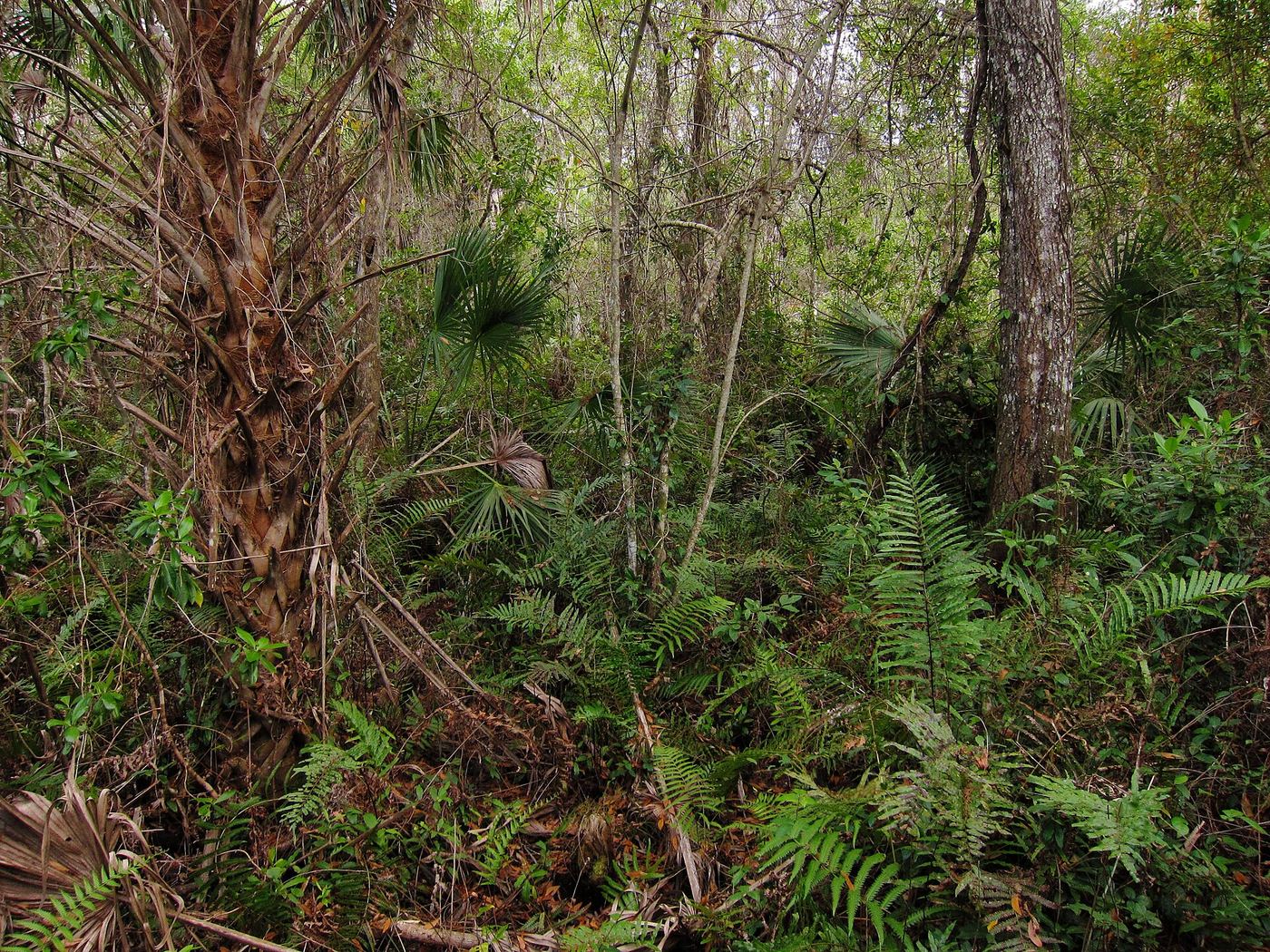 Fakahatchee Strand Preserve State Park