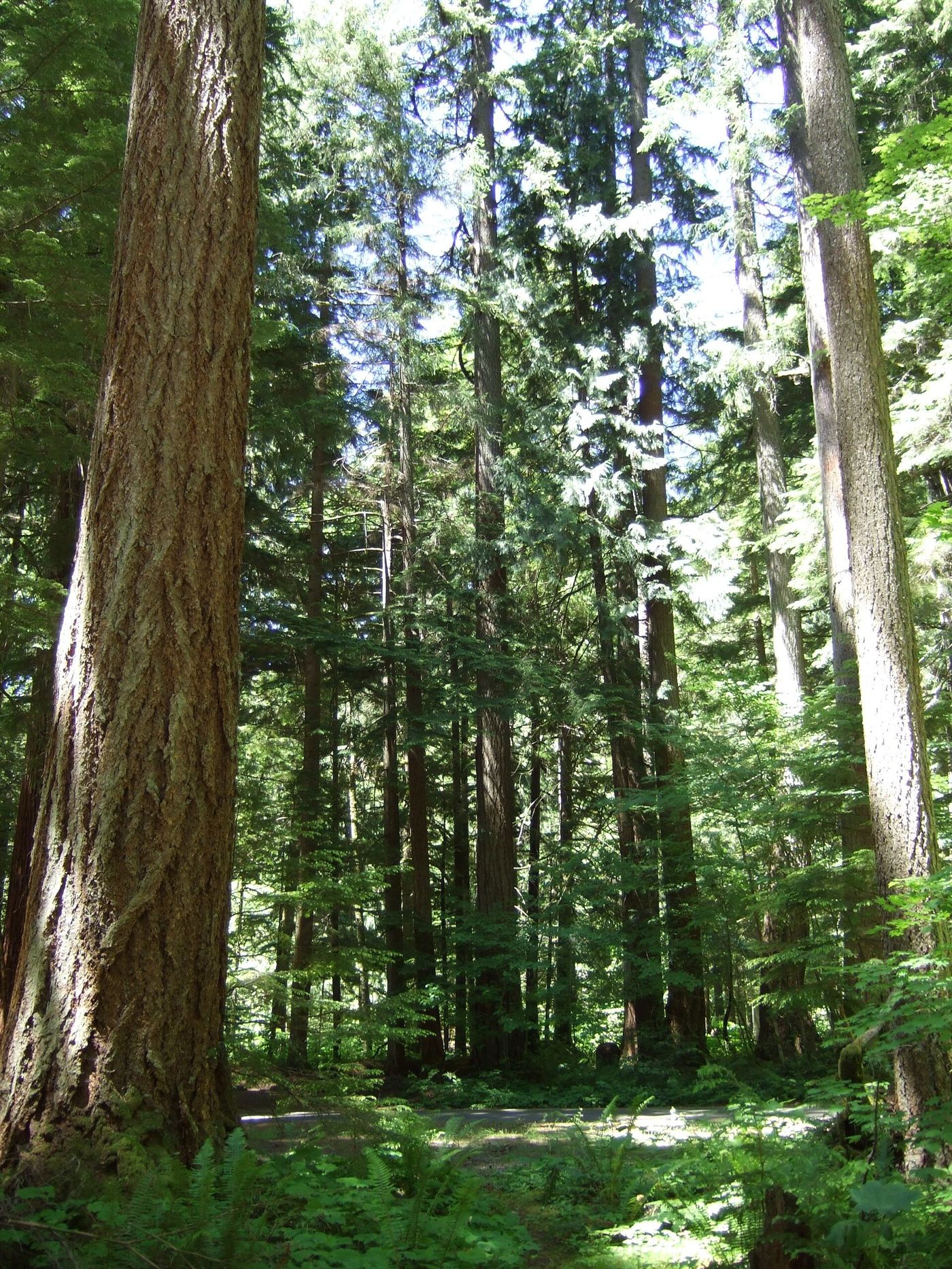 Federation Forest State Park