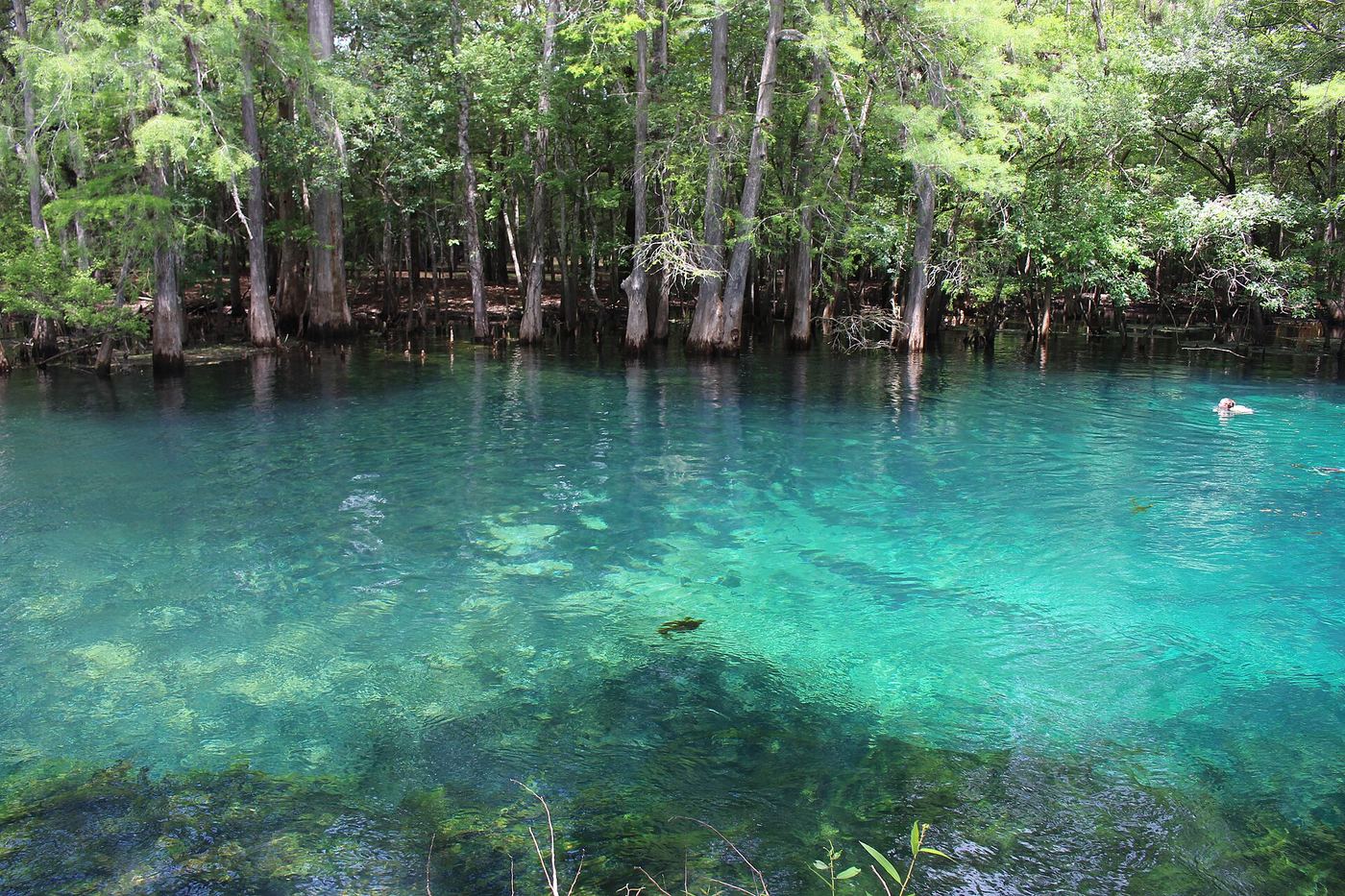 Manatee Springs State Park