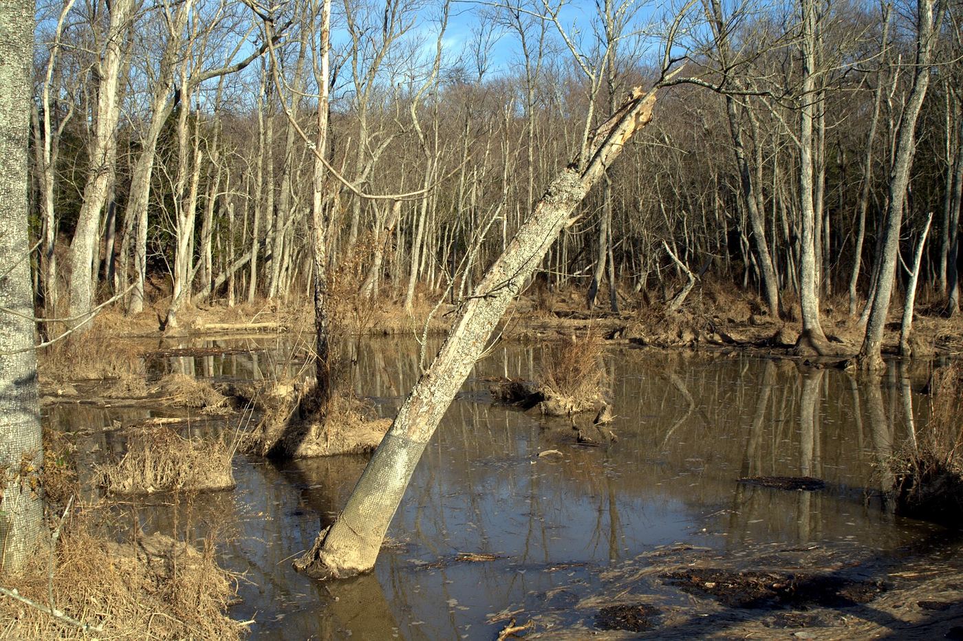 Mason Neck State Park