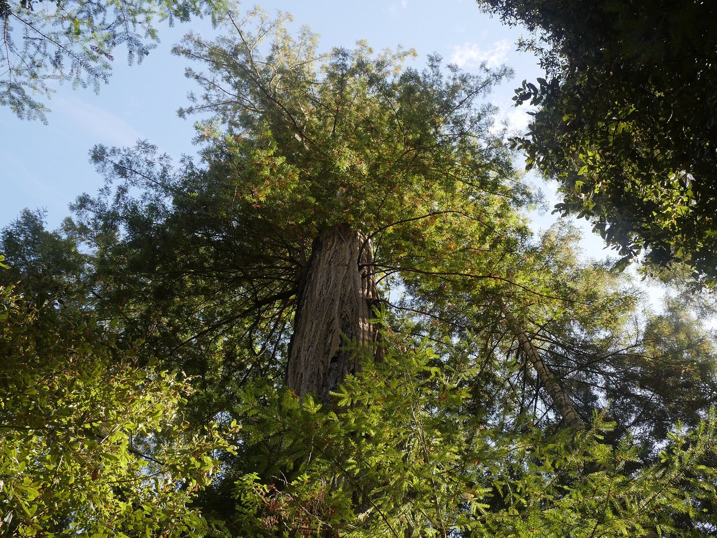 Mendocino Woodlands State Park