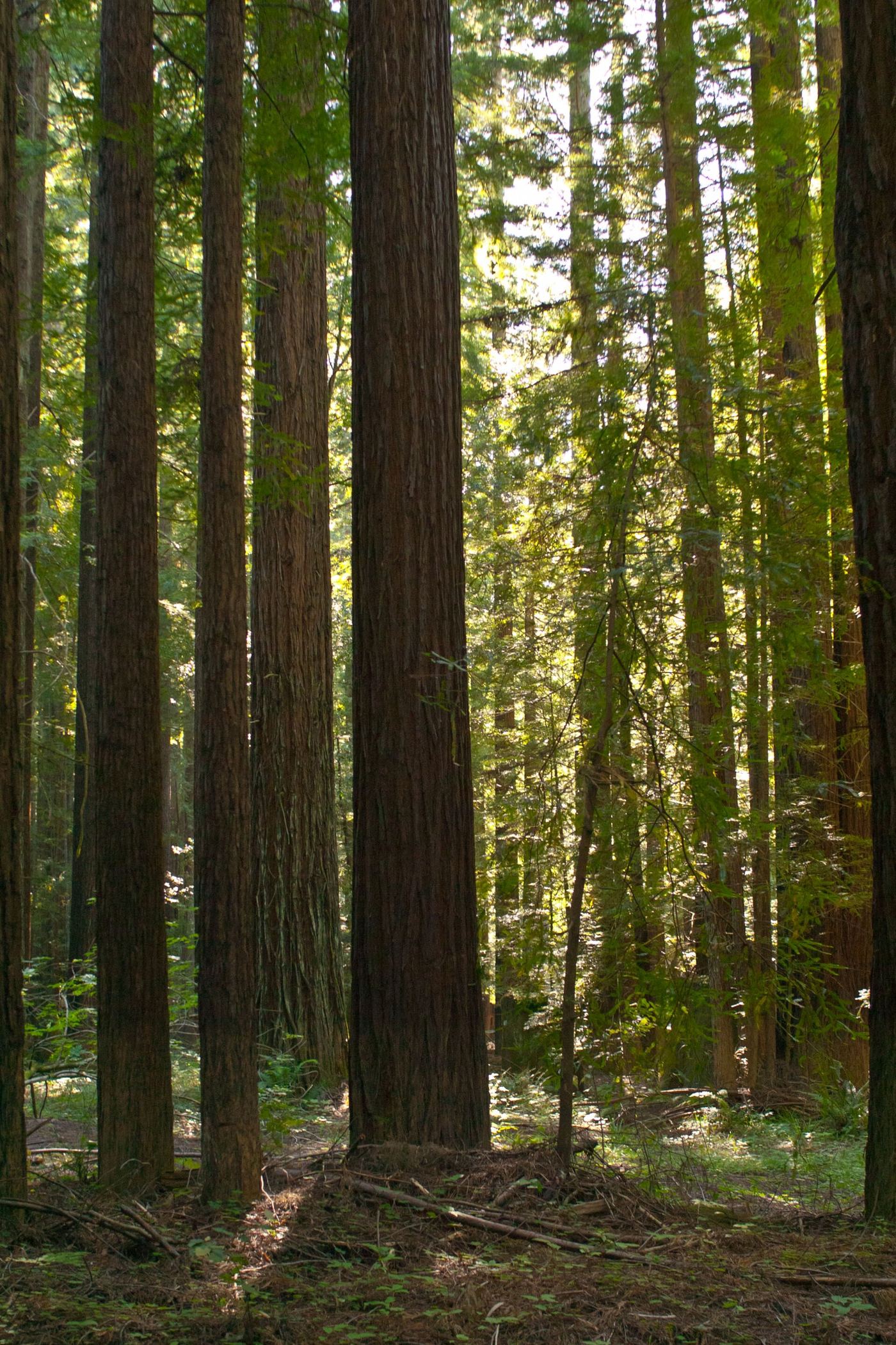 Navarro River Redwoods State Park