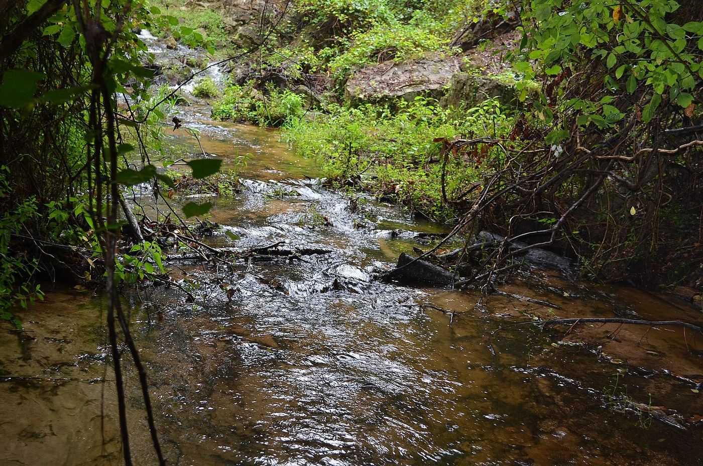 Poinsett State Park