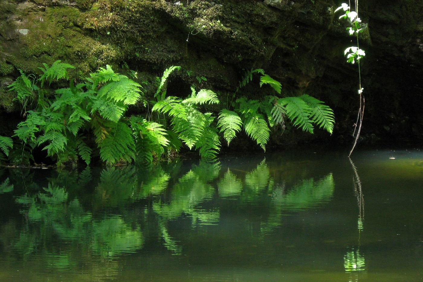 Portola Redwoods State Park