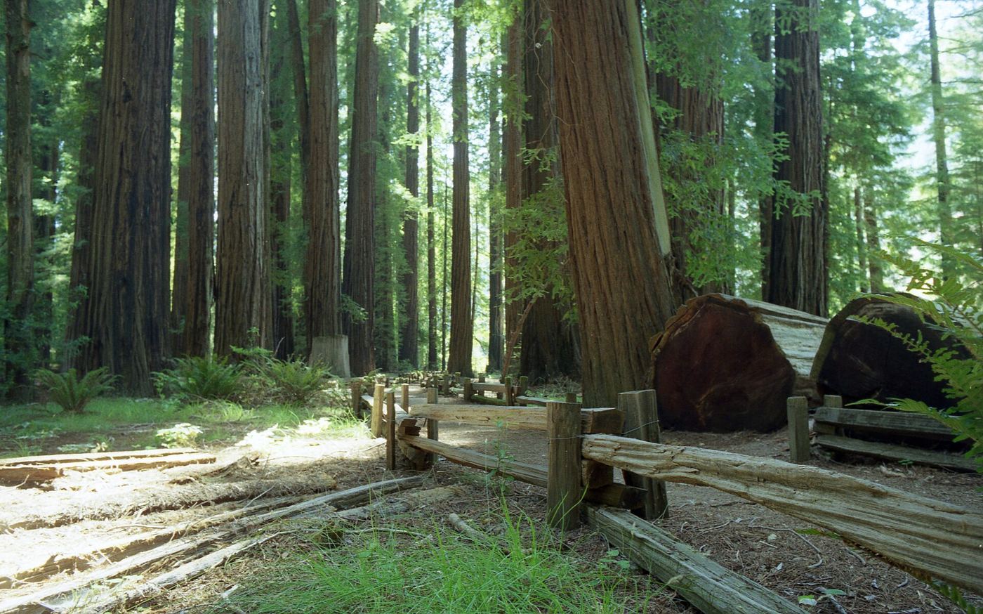 Richardson Grove State Park