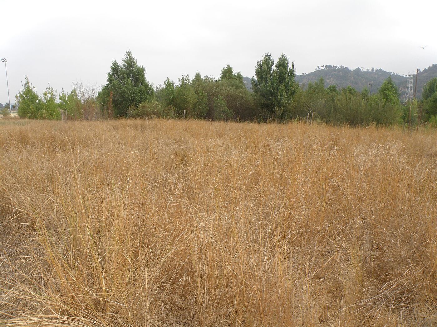 Rio de Los Angeles State Park