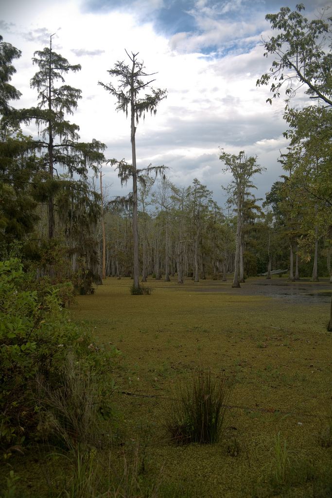 Sam Houston Jones State Park