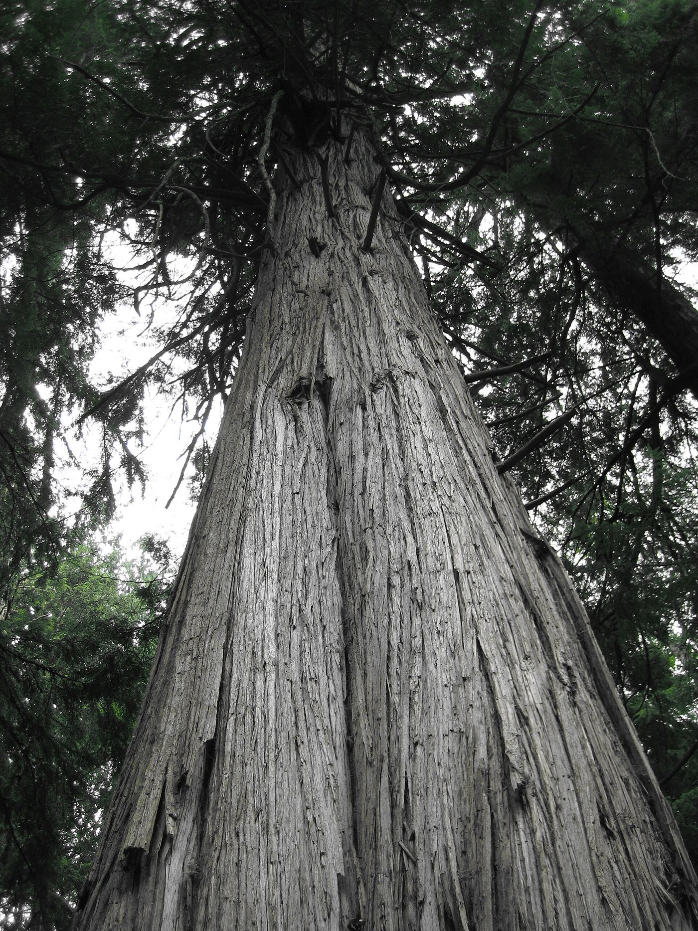 South Whidbey State Park