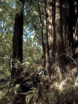 The Forest of Nisene Marks State Park