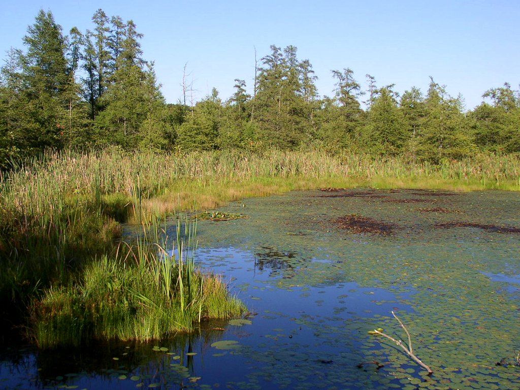 Volo Bog State Natural Area