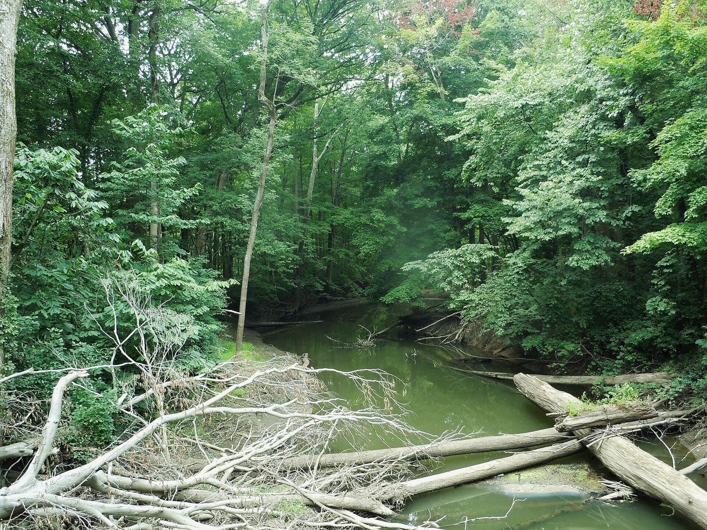 Warren Woods State Park