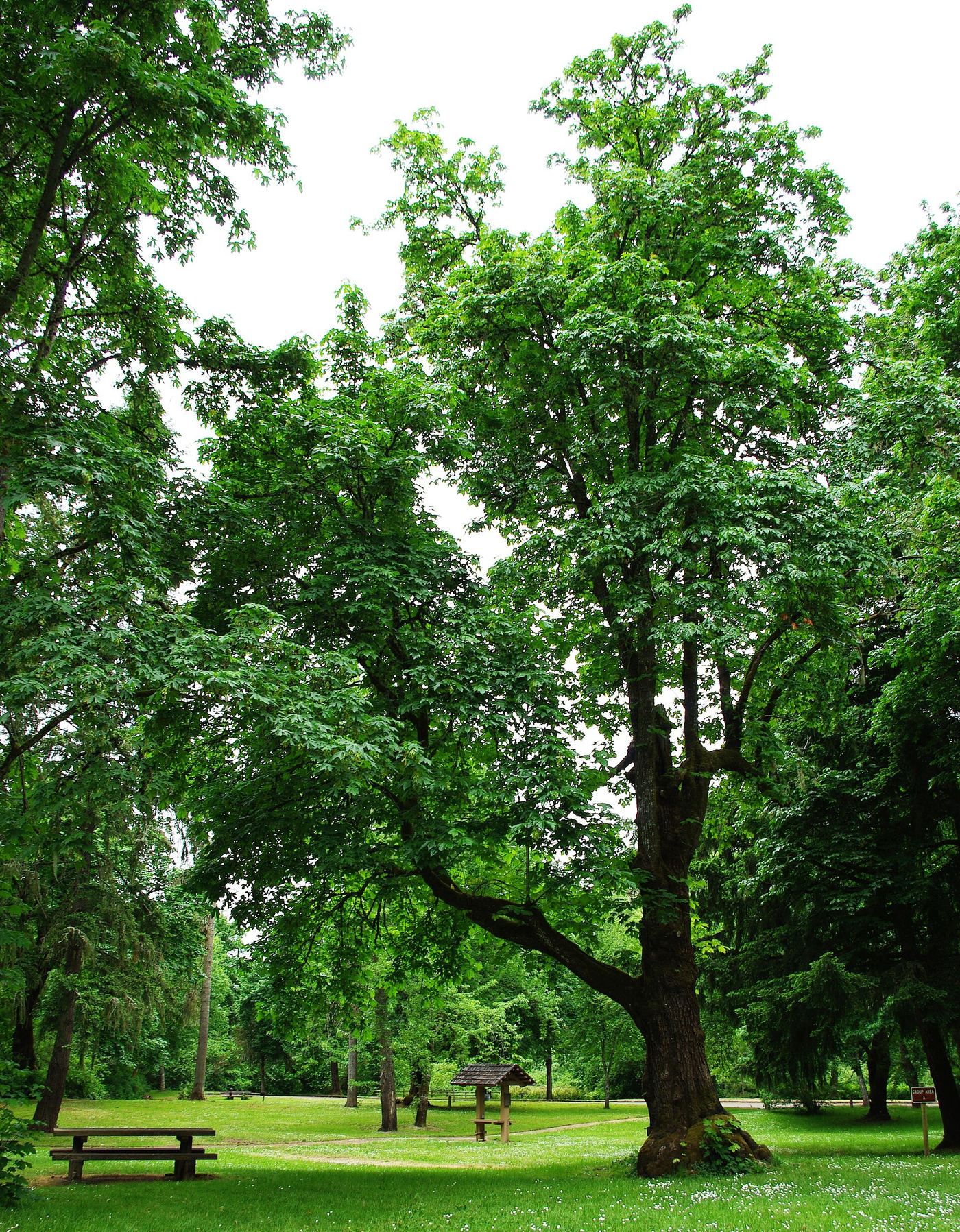 Sarah Helmick State Recreation Site